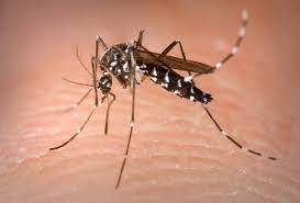 Aedes Aegypti, Fumigacion Mosquito del Dengue