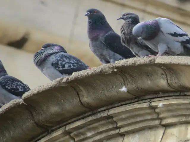 control y erradicación de palomas