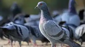 control de palomas