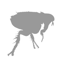 pulgas.png